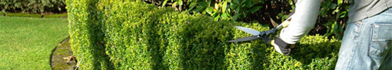 jardinage-service-personne-maison