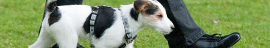 soins-promenade-animaux-compagnie-service-orleans